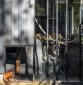 Fotografia de Arquitectura Espacio-orangutanes-zoo-barcelona-forgas-18-SG1629_2563