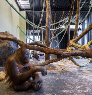 Fotografia de Arquitectura Espacio-orangutanes-zoo-barcelona-forgas-19-SG1629_2365-2
