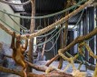 Fotografia de Arquitectura Espacio-orangutanes-zoo-barcelona-forgas-20-SG1629_2301-2