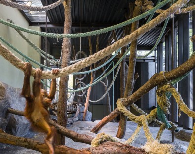 Fotografia de Arquitectura Espacio-orangutanes-zoo-barcelona-forgas-20-SG1629_2301-2