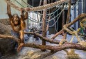 Fotografia de Arquitectura Espacio-orangutanes-zoo-barcelona-forgas-21-SG1629_2348